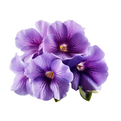 Fototapeta na wymiar Purple,violet primrose isolated on transparent background,transparency 