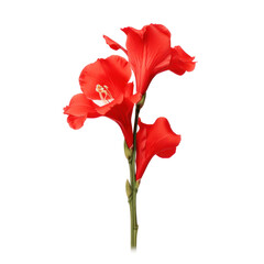 Red gladiolus flower isolated on transparent background,transparency 