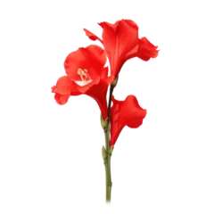 Foto op Plexiglas Red gladiolus flower isolated on transparent background,transparency  © SaraY Studio 