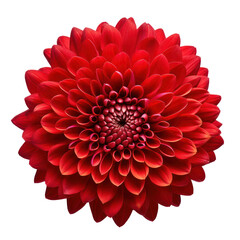 red dahlia isolated on transparent background,transparency 
