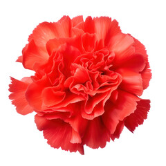 Red carnation blossom isolated on transparent background,transparency 