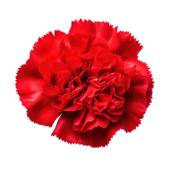 Red carnation blossom isolated on transparent background,transparency 
