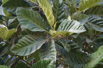 Benda (Bendo, terap, tekalong, Artocarpus elasticus). Javanese people use the sap as medicine. When...