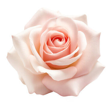 White and pink rose isolated on transparent background,transparency 