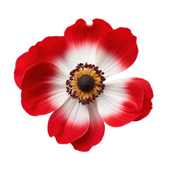White and red anemone blossom isolated on transparent background,transparency 