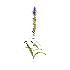 watercolor drawing plant of spiked speedwell with leaves and flowers isolated at white background, Veronica spicata , natural element, hand drawn botanical illustration