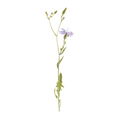 Naklejka na ściany i meble watercolor drawing plant of Siberian lettuce with leaves and flowers isolated at white background, Lactuca sibirica,, natural element, hand drawn botanical illustration
