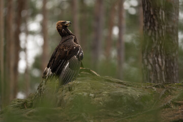The Golden eagle (Aquila chrysaetos) caught its prey Red fox (Vulpes vulpes) in a autumn spruce forest. Portrait of a bird of pray in the nature habitat.