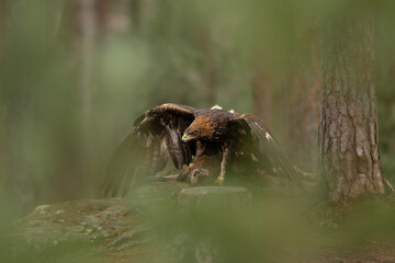 The Golden eagle (Aquila chrysaetos) caught its prey Red fox (Vulpes vulpes) in a autumn spruce forest. Portrait of a bird of pray in the nature habitat.