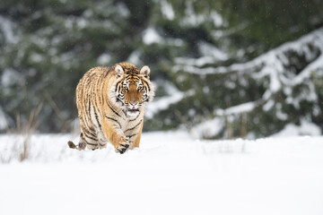 Siberian tiger (female, Panthera tigris altaica) in beautiful habitat. A dangerous beast in its natural habitat. In the forest in winter, it is snow and cold.