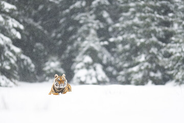 Siberian tiger (female, Panthera tigris altaica) in beautiful habitat. A dangerous beast in its...