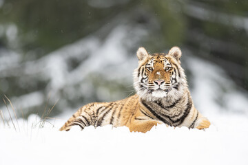 Siberian tiger (female, Panthera tigris altaica) in beautiful habitat. A dangerous beast in its natural habitat. In the forest in winter, it is snow and cold.