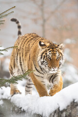 Siberian tiger (female, Panthera tigris altaica) in beautiful habitat. A dangerous beast in its natural habitat. In the forest in winter, it is snow and cold.