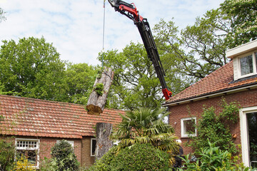 Sawn-off part of the trunk is lifted with a crane. Sick horse-chestnut or conker tree (Aesculus hippocastanum). Family (Sapindaceae). Spring, May, Netherlands.                              - obrazy, fototapety, plakaty