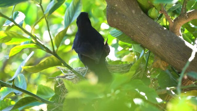 Blackbird mum feed chicks baby birds at nest over lemon tree