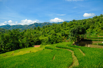 Naklejka na ściany i meble scenery in the middle of rice fields
