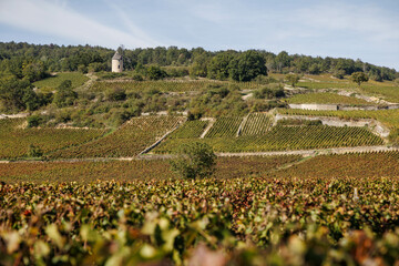 Vineyard vines and a historic windmill in Burgundy, France.