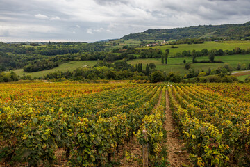 Fototapeta na wymiar Rows of grapevines at a vineyard in Burgundy, France.