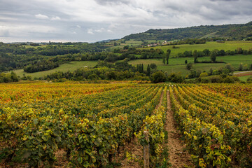 Rows of grapevines at a vineyard in Burgundy, France.