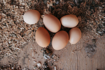 Fresh chicken eggs in the coop, natural goodness