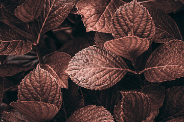 brown plant leaves in the garden in autumn season