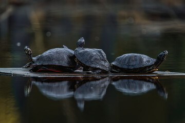Four Red Eared Slider Turtles in lake