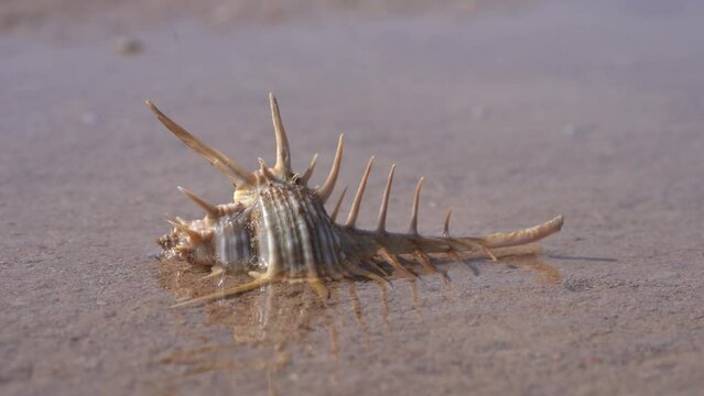 Venus Comb Murex Pecten on the Beach at Low Tide - Static
