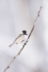 Black-capped Chickadee in Winter on Birch Tree