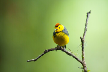 Obraz premium Collared Redstart Bird in Panamanian Highlands on Perch
