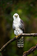 Juvenile Ornate Hawk-eagle Rare Raptor Bird Perching