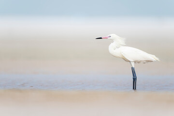Rare White Morph Reddish Egret Threatened Species