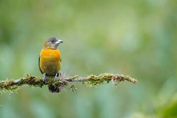 Female Scarlet-rumped Tanager Perching in Central America