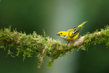 Silver-throated Tanager on Mossy Branch