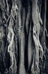 Abstract shot of the trunk of a ficus in Alicante