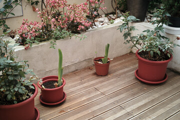 plant pots on terrace