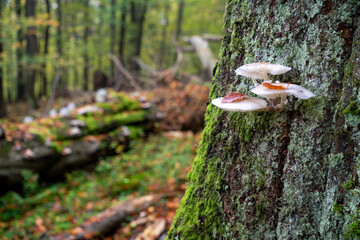 mushrooms on the trunk of beech tree