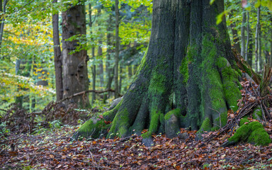moss covered tree, natural forest, beech tree