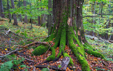 moss covered tree, natural reserve