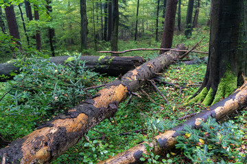 trunks in forest, fir wood, natural forest