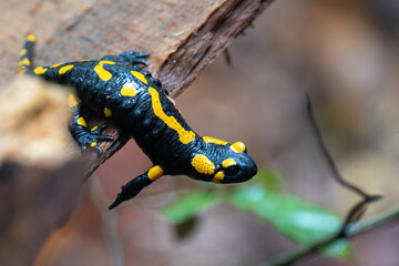 salamander on a tree, salamander in the forest