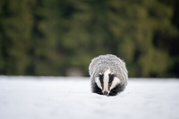 Obraz premium The European badger (Meles meles) walks in a snow winter landscape. Portrait of a badger in the nature habitat.