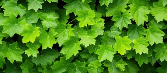Close up abstract background of wild grape leaves in summer