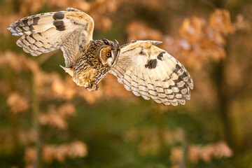 Autumn in nature with an Long-eared owl (Asio otus), flies in a oak forest. Portrait of a owl in the nature habitat.