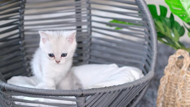 White pedigreed cat chilling in pet swing at home. Domestic kitten relaxing in hammock pets furniture. 