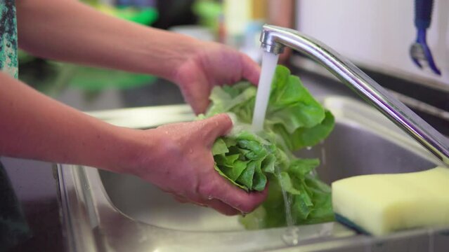 Woman hands washing fresh green iceberg lettuce in kitchen