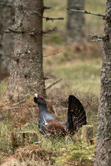 The western capercaillie (Tetrao urogallus), also known as the Eurasian capercaillie, wood grouse, heather cock, cock-of-the-woods, or simply capercaillie in the spring spruce forest.