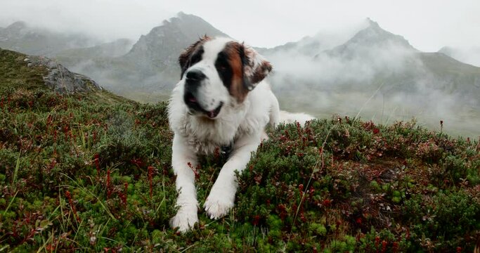 A St Bernard dog is laying down in the grass on a mountain overlook.  In the distance are cloud covered mountains.