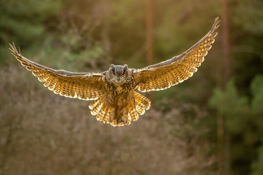 Autumn in nature with an Eurasian eagle-owl (Bubo bubo), flies in a spruce forest. Portrait of a owl in the nature habitat. 