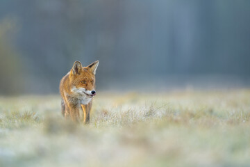 The red fox (Vulpes vulpes) on the frosty morning on a beautifull meadow on sunrise.