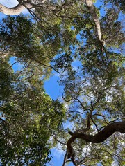 trees and sky